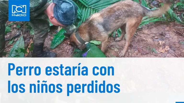 Perros gallegos: ¡Se regalan! ¡Aprovecha esta oportunidad única en Galicia!