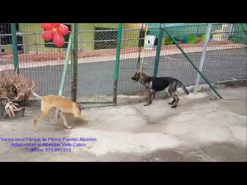 Descubre cómo conseguir gratis a adorables cachorros en Tenerife