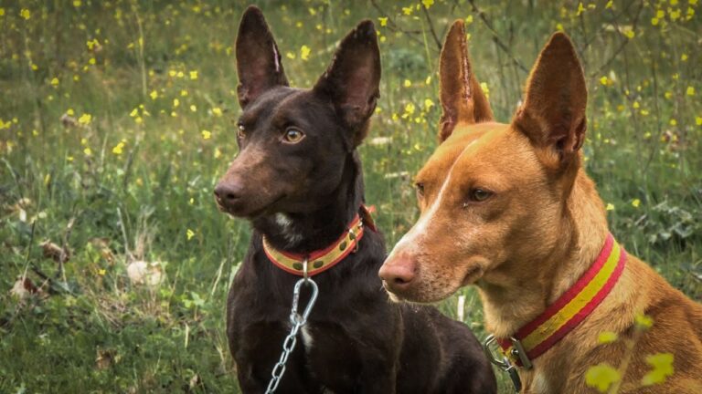 Perros en Tenerife: ¡Regalados! Encuentra tu compañero canino de forma gratuita