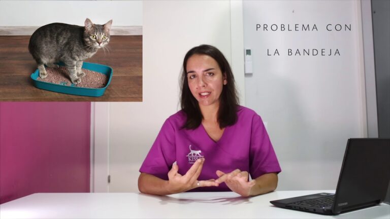 Regalo gatitos en Mallorca: Adorables mascotas buscan hogar