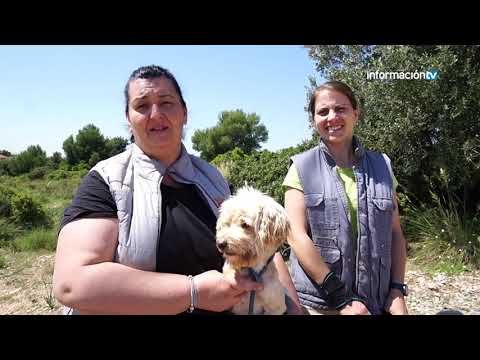 Particulares en Valencia regalan adorables cachorros: ¡Aprovecha esta oportunidad!