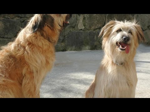 ¡Increíble! Cachorros gratis en el País Vasco: Adopta tu compañero todavía hoy